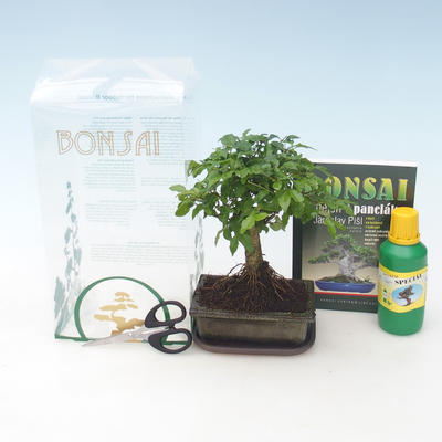 Pokojová bonsai v dárkové krabičce, Ligustrum chinensiss - Stále zelený ptačí zob