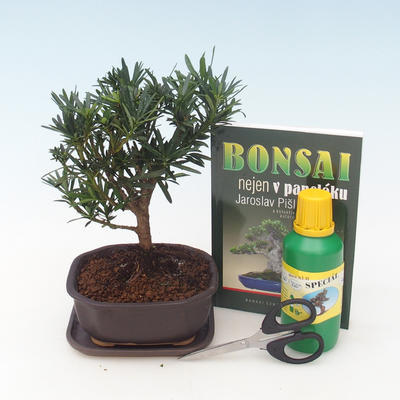 Pokojová bonsai sada, Podocarpus - Kamenný tis
