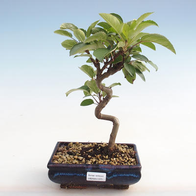 Venkovní bonsai - Malus halliana -  Maloplodá jabloň - 1
