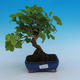 Venkovní bonsai - Morus alba - Moruše - 1/5