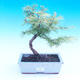 Venkovní bonsai - Pamodřín - Pseudolarix amabis - 1/3