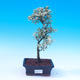 Pokojová bonsai - Serissa foetida - Strom tisíce hvězd - 1/2