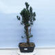 Venkovní bonsai - Taxus cuspidata  - Tis japonský - 1/5