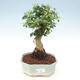 Pokojová bonsai -Ligustrum chinensis - malolistý ptačí zob - 1/3