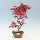 Venkovní bonsai - Javor palmatum DESHOJO - Javor dlanitolistý - 1/2
