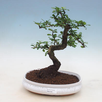 Pokojová bonsai - Carmona macrophylla - Čaj fuki - 1