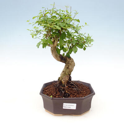 Pokojová bonsai -Ligustrum chinensis - malolistý ptačí zob - 1