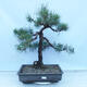 Venkovní bonsai - Pinus sylvestris - Borovice lesní - 1/5
