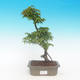 Venkovní bonsai -Javor malolistý SHISHIGASHIRA - 1/2