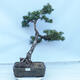 Venkovní bonsai -Larix decidua - Modřín opadavý - 1/5