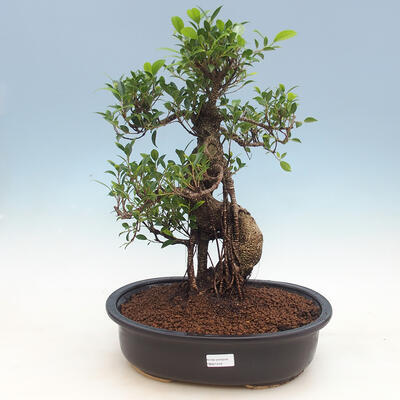 Pokojová bonsai-Ficus retusa- malolistý fíkus - 1