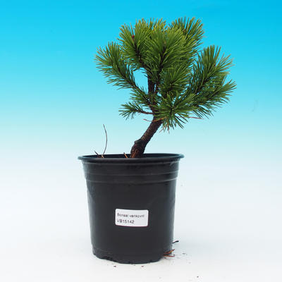 Venkovní bonsai - Pinus Mugo Mops - Borovice - 1