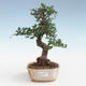 Pokojová bonsai - Ulmus parvifolia - Malolistý jilm PB2191423 - 1/3