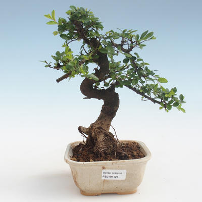 Pokojová bonsai - Ulmus parvifolia - Malolistý jilm PB2191424 - 1