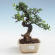 Pokojová bonsai - Ulmus parvifolia - Malolistý jilm PB2191424 - 1/3