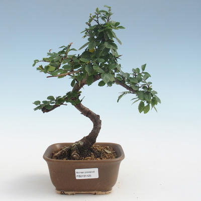 Pokojová bonsai - Ulmus parvifolia - Malolistý jilm PB2191425 - 1