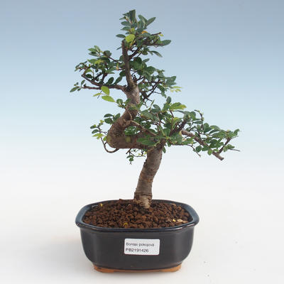 Pokojová bonsai - Ulmus parvifolia - Malolistý jilm PB2191426 - 1