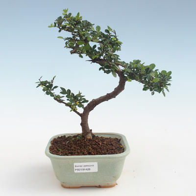 Pokojová bonsai - Ulmus parvifolia - Malolistý jilm PB2191428 - 1