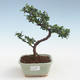 Pokojová bonsai - Ulmus parvifolia - Malolistý jilm PB2191428 - 1/3