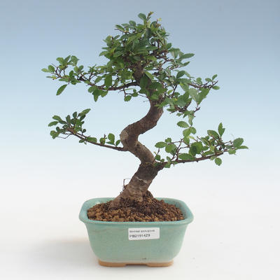 Pokojová bonsai - Ulmus parvifolia - Malolistý jilm PB2191429 - 1