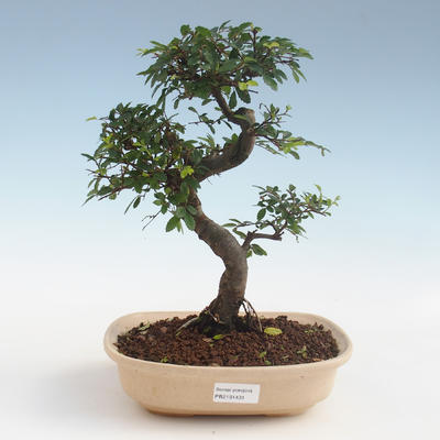 Pokojová bonsai - Ulmus parvifolia - Malolistý jilm 2191431 - 1