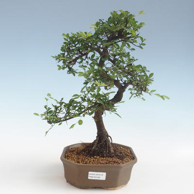 Pokojová bonsai - Ulmus parvifolia - Malolistý jilm 2191432 - 1