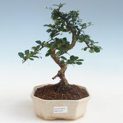 Pokojová bonsai - Carmona macrophylla - Čaj fuki PB2191437 - 1