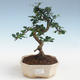 Pokojová bonsai - Carmona macrophylla - Čaj fuki PB2191437 - 1/5