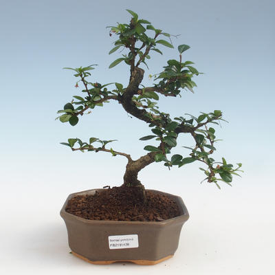 Pokojová bonsai - Carmona macrophylla - Čaj fuki PB2191438 - 1