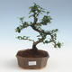Pokojová bonsai - Carmona macrophylla - Čaj fuki PB2191438 - 1/5
