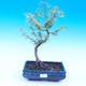 Venkovní bonsai - Pamodřín - Pseudolarix amabis - 1/3
