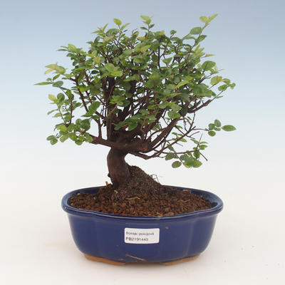 Pokojová bonsai - Sagerécie thea - Sagerécie thea 2191445 - 1