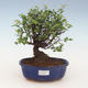 Pokojová bonsai - Sagerécie thea - Sagerécie thea 2191445 - 1/4