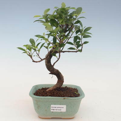 Pokojová bonsai - Ficus kimmen -  malolistý fíkus 2191449