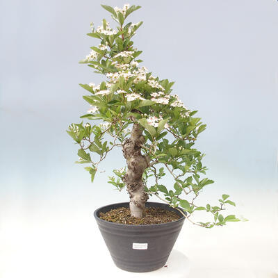 Venkovní bonsai - Hloh klínovitý - Crataegus cuneata - 1