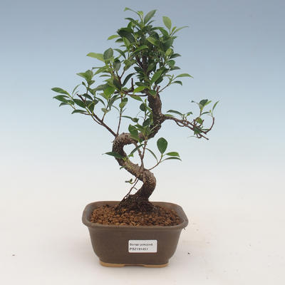 Pokojová bonsai - Ficus kimmen -  malolistý fíkus 2191451