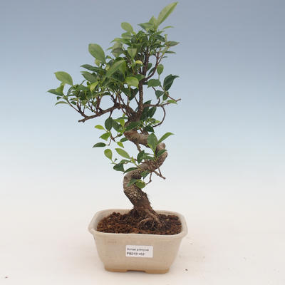 Pokojová bonsai - Ficus kimmen -  malolistý fíkus 2191452