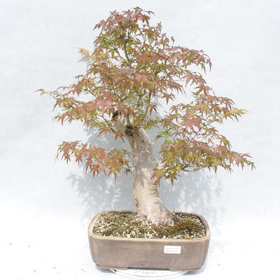 Venkovní bonsai -Javor dlanitolistý Acer palmatum - 1