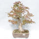 Venkovní bonsai -Javor dlanitolistý Acer palmatum - 1/5