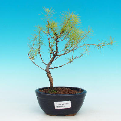 Venkovní bonsai -Modřín opadavý VB14147