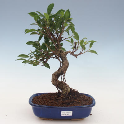 Pokojová bonsai - Ficus retusa -  malolistý fíkus 2191460 - 1