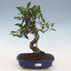 Pokojová bonsai - Ficus retusa -  malolistý fíkus 2191460 - 1/2
