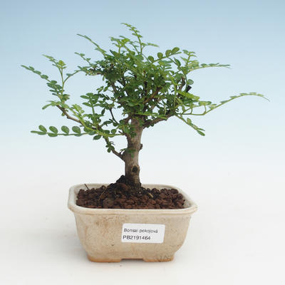 Pokojová bonsai - Zantoxylum piperitum - Pepřovník PB2191464 - 1