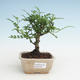 Pokojová bonsai - Zantoxylum piperitum - Pepřovník PB2191464 - 1/4
