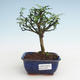 Pokojová bonsai - Zantoxylum piperitum - Pepřovník PB2191466 - 1/4