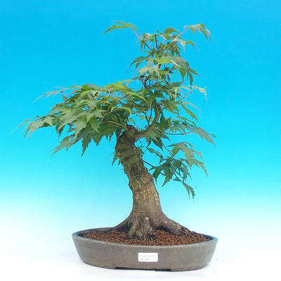 Venkovní bonsai -Javor ohnivý VB1469 - 1