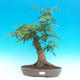 Venkovní bonsai -Javor ohnivý VB1469 - 1/2