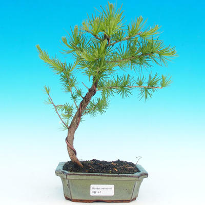 Venkovní bonsai -Modřín opadavý VB147