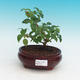 Pokojová bonsai-Lanthana camara-Libora proměnlivá - 1/2