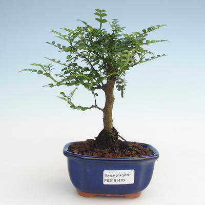 Pokojová bonsai - Zantoxylum piperitum - Pepřovník PB2191470 - 1